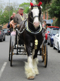 Brewery Dray HorseRides